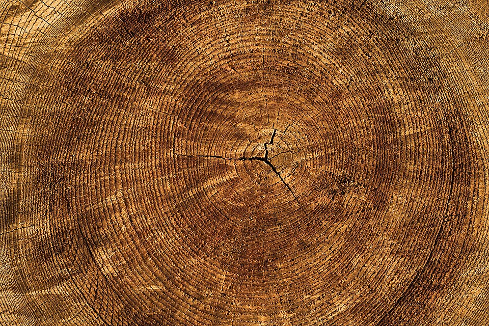 Baumquerschnitt mit Jahresringen – Holz als Probenmaterial für die C14-Datierung
